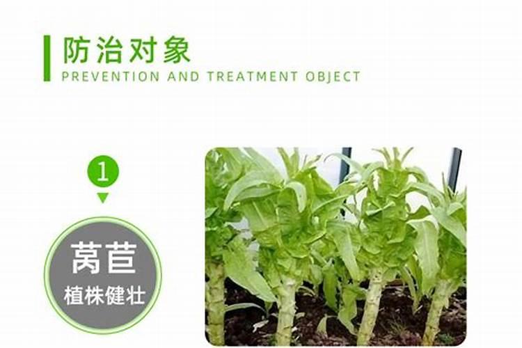 莴苣要不要打叶