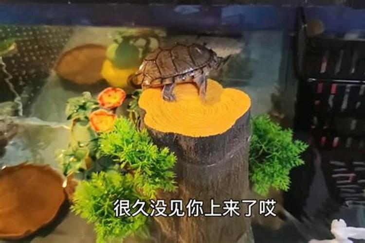 自己种的花十天能长出花苞吗？