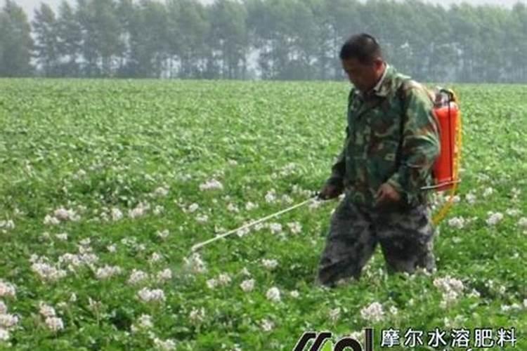 土豆施什么肥料好