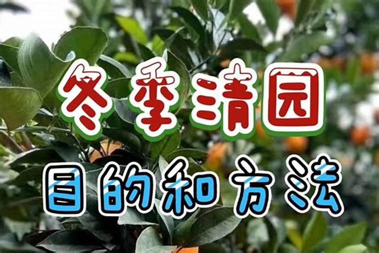 老师问下果树清园间隔多少天打