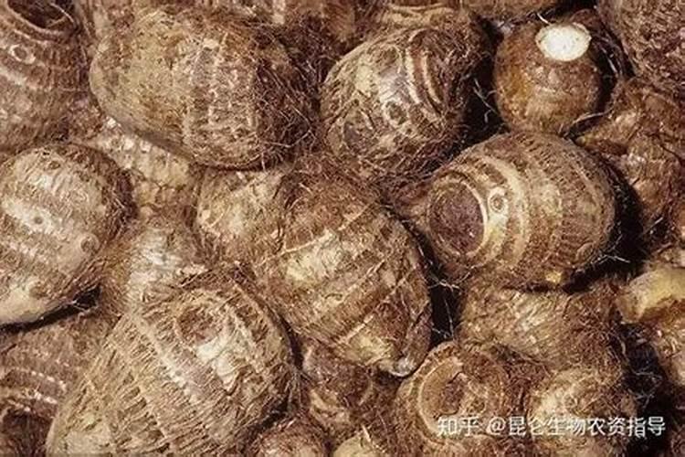 硝酸钾和硫酸钾哪个膨大好
