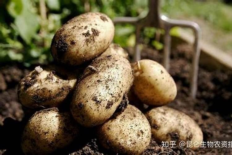 土豆用什么肥料最佳,产量高
