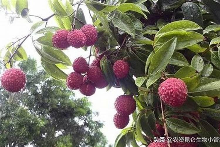 荔枝保果技术