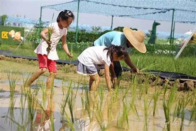 收获土豆时,土豆杆可不可以留土里做肥料？