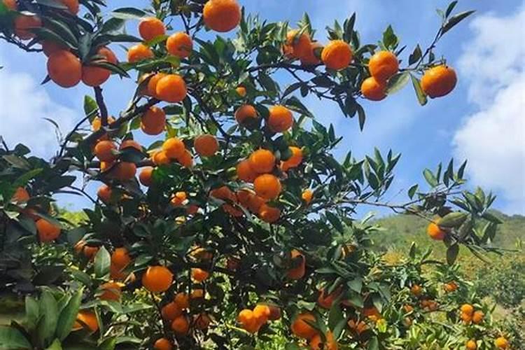 挂果沙糖桔树施肥有怎样的管理方法？