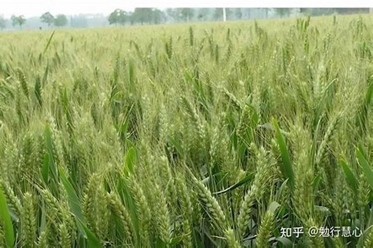 小麦施什么肥最好
