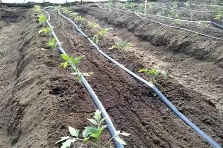静宁苹果的产地是哪里 静宁苹果和洛川苹果哪个好吃