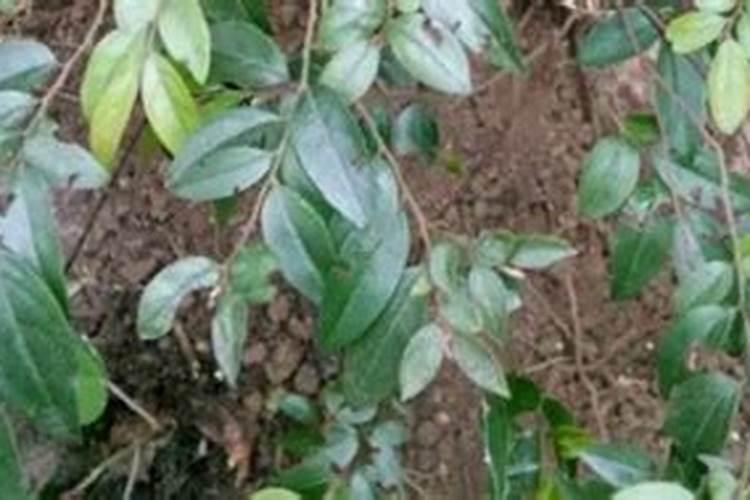 黑骨茶的养殖方法和注意事项