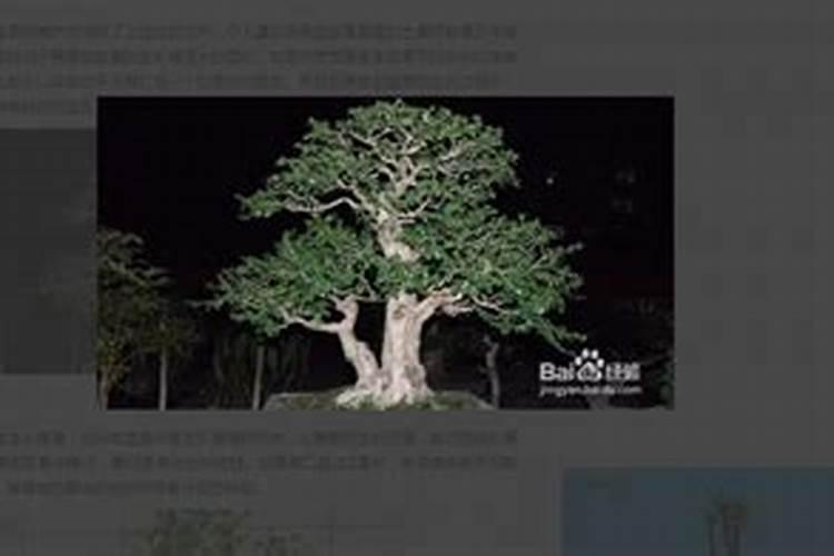 黑骨茶盆栽怎么养