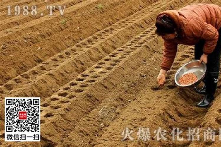 花生施什么肥才能高产什么时候施肥好