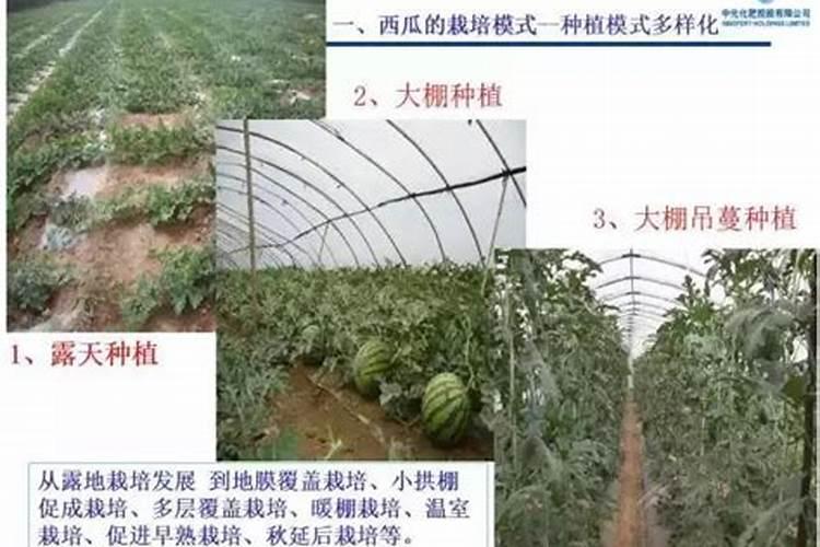 西瓜伸蔓期如何施肥？