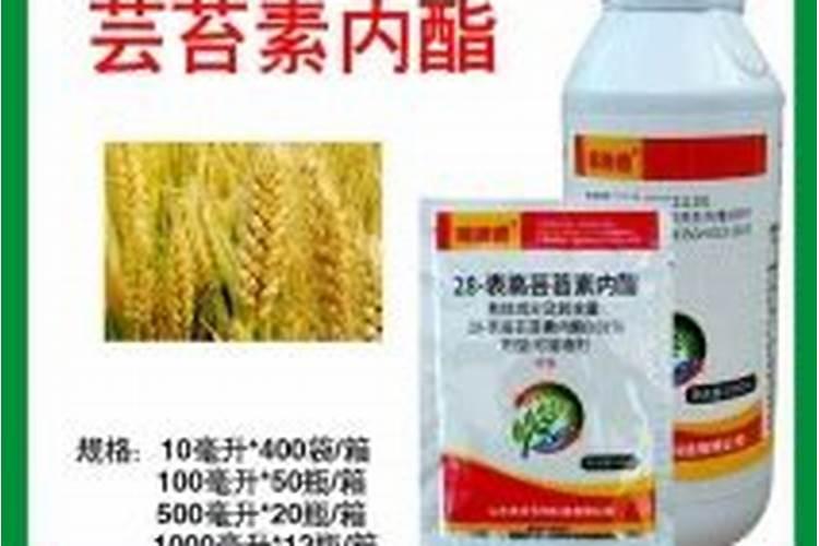 芸苔素内脂用于辣椒效果好吗？