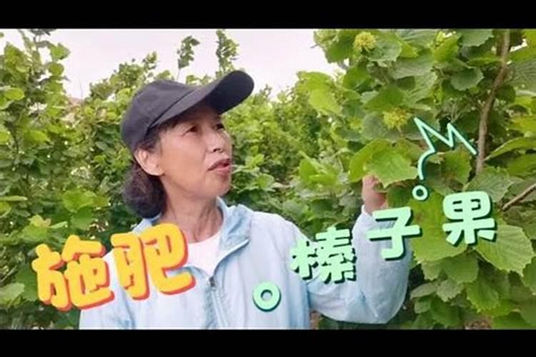 春季野生榛子施什么肥,什么时候施
