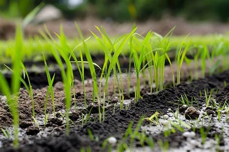 钙镁磷肥怎样用效果好 钙镁磷肥使用注意事项有哪些