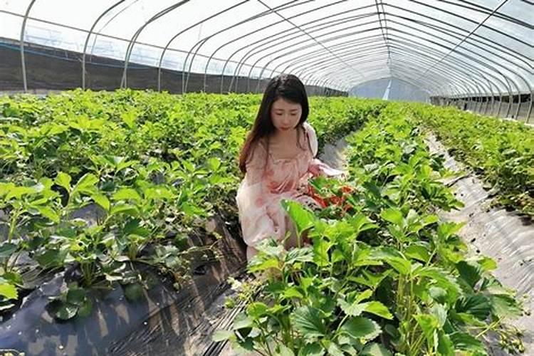 草莓专用肥是什么肥料 草莓施入氮磷钾肥的作用