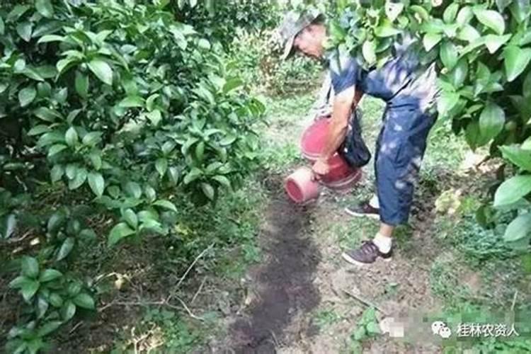 脐橙采果后喷什么叶面肥好