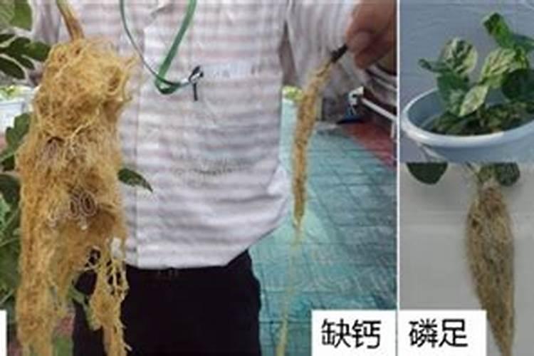 柑桔底肥放什么肥好(底肥施用方法)