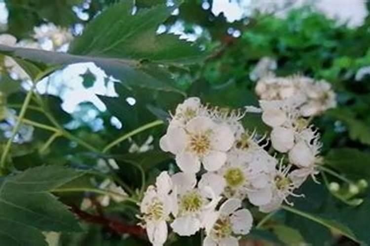 蔬菜作物氮素过多有哪些症状？怎样防治？