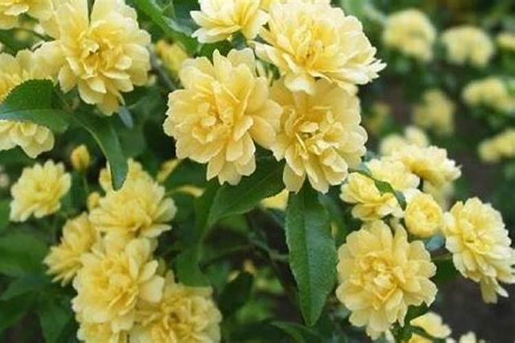 木香花的缺点有哪些 浇水施肥要注意什么