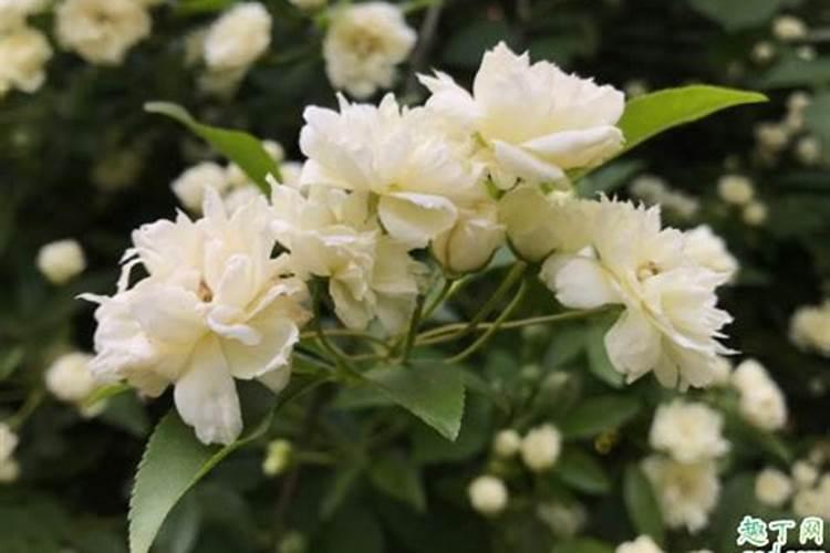 木香花怎么养