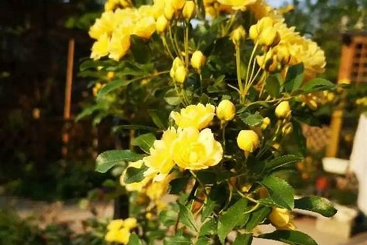木香花怎么施肥
