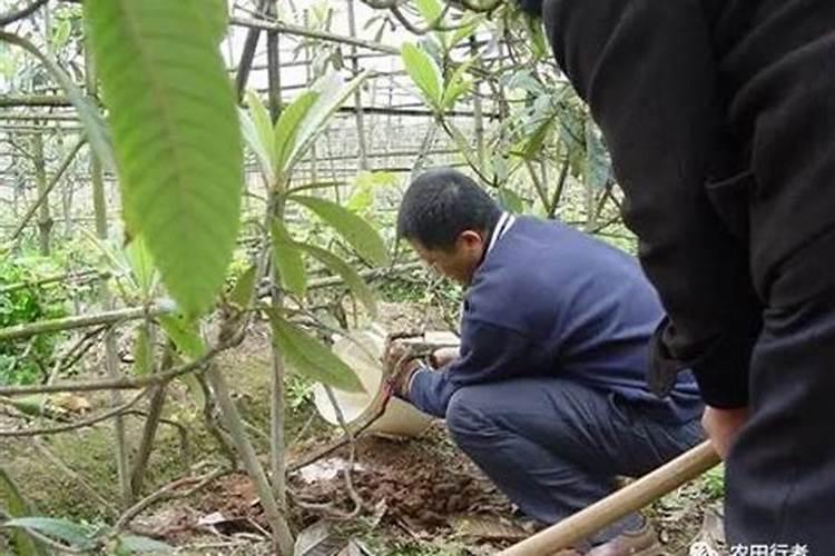 根腐病四大特效药