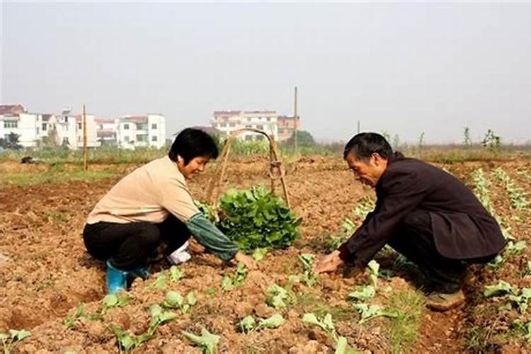 油菜移栽时间 油菜种植方法
