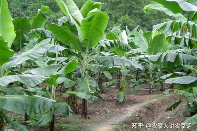 长寿花施肥,喷叶和灌根同进行行不