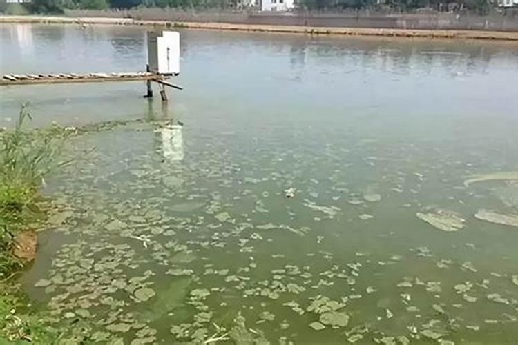 如何杀死金藻