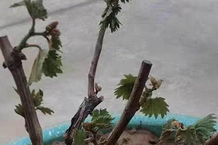 葡萄施钾效果好