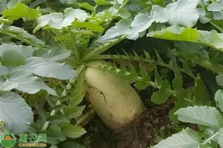 萝卜是什么植物？草本还是木本？