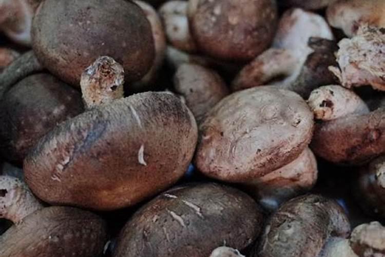 蔬菜锌肥用多了会怎样