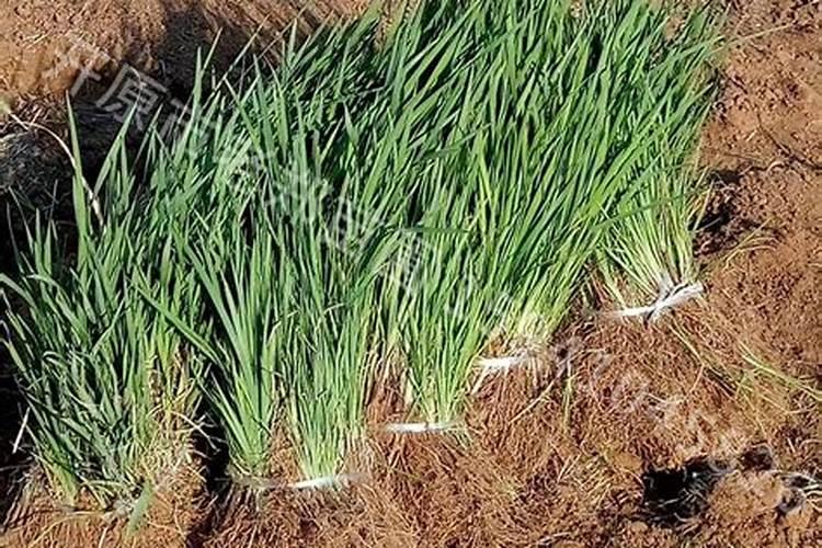 蝴蝶花的养殖方法和注意事项盆栽蝴蝶花怎么养护盆栽蝴蝶花怎么养