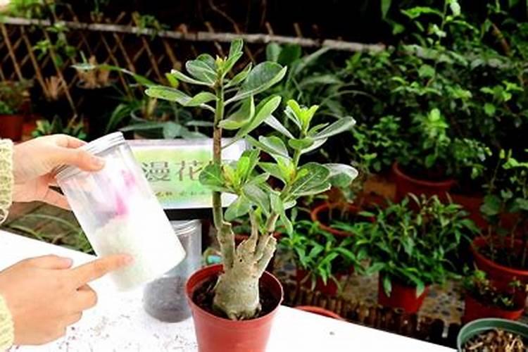 沙漠玫瑰即将开花该如何施肥