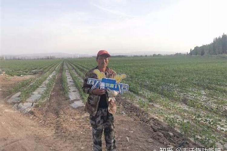 棉花戴帽出土喷什么叶面肥好？