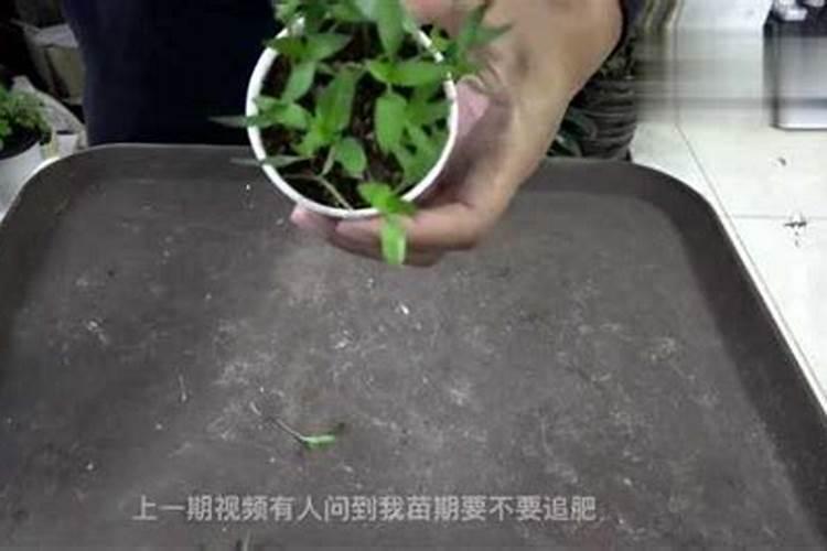 辣子病虫害管理施肥!六七月份以来,地里的辣子树顶端出现叶黄叶卷曲的现...
