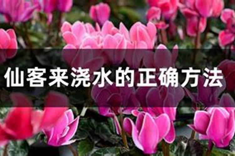 月季花最好的肥料 使用什么肥料好