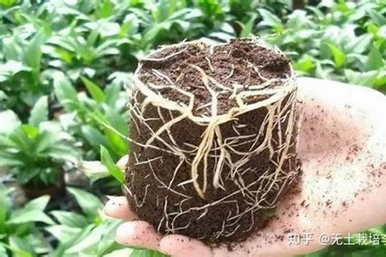 椰糠怎么用/椰糠如何用/椰糠使用方法:格陆谷的一些建议
