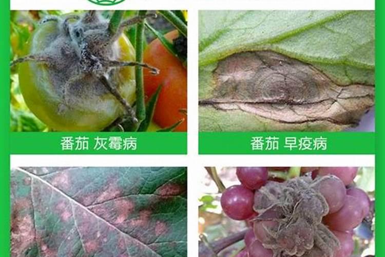 咪鲜胺能与叶面肥混用吗