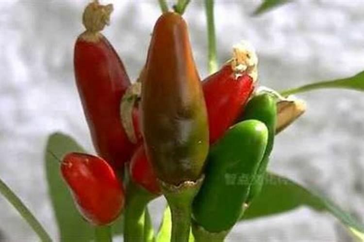 在番茄、辣椒、豆角开花到结果期间,怎么浇水和施肥？