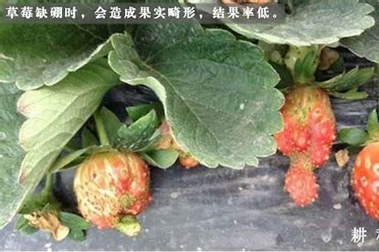 草莓只长叶子不开花怎么办