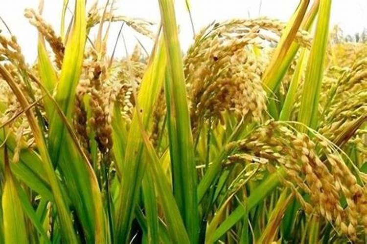 北方粳稻区目前采用较多的施肥方案是什么？水稻吨田宝可以省多少肥？