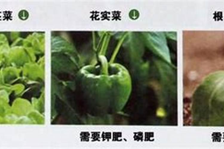 不同蔬菜中钙和磷含量的比是不同的