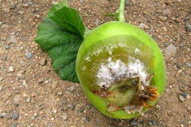 甜瓜种植管理方法:种植甜瓜裂果怎么办