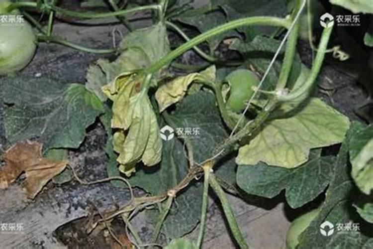 甜瓜临近成熟的时候冲施果蔬宝合适不？