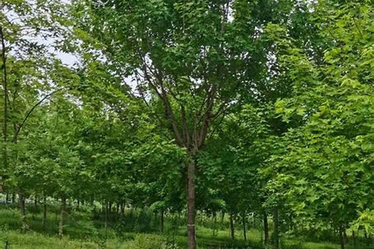 五角枫修剪与管理