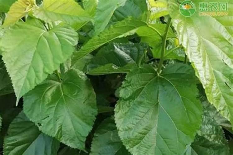 桑树用什么肥料好