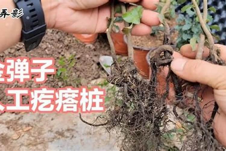 阳台可以种植金弹子吗？