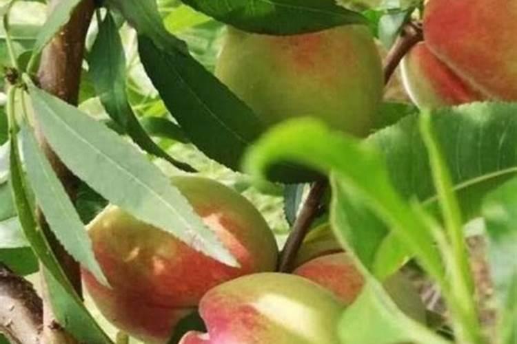 鹰嘴桃种植技术有哪些