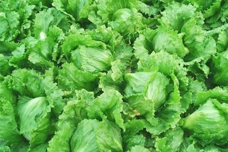 油菜叶面施肥时间及方法花卉百科